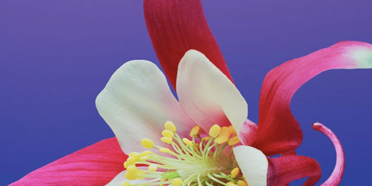 creator header picture