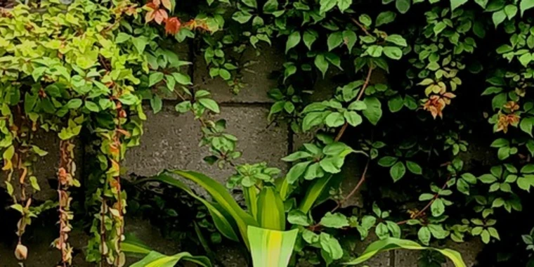 creator header picture