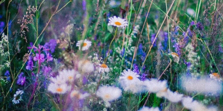 creator header picture