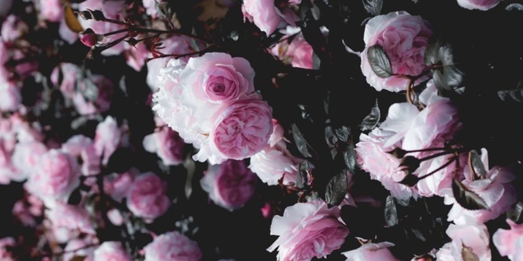 creator header picture