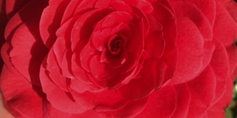 creator header picture