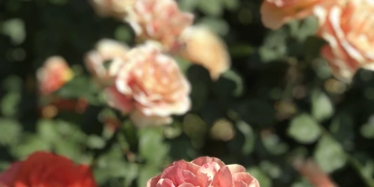 creator header picture