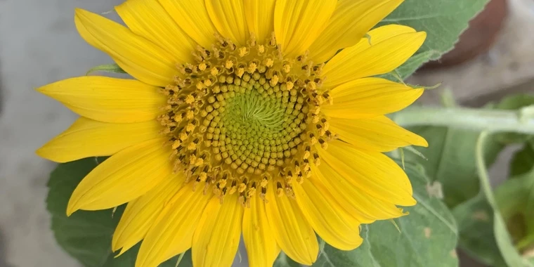 creator header picture