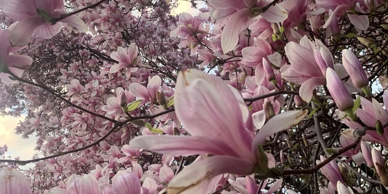 creator header picture