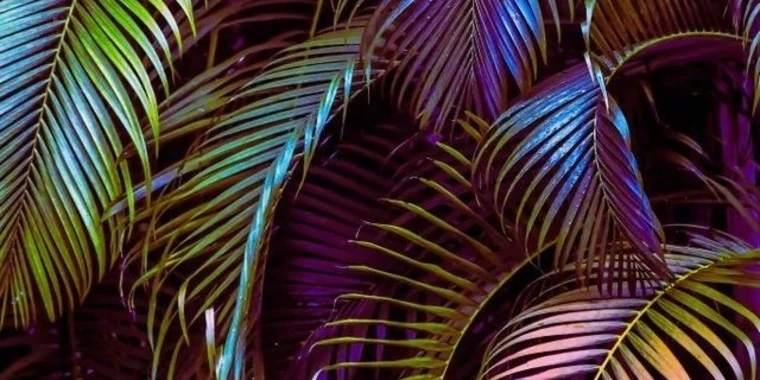 creator header picture