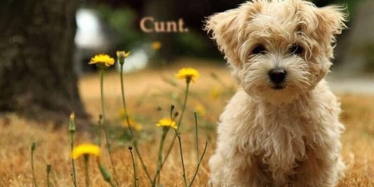 creator header picture