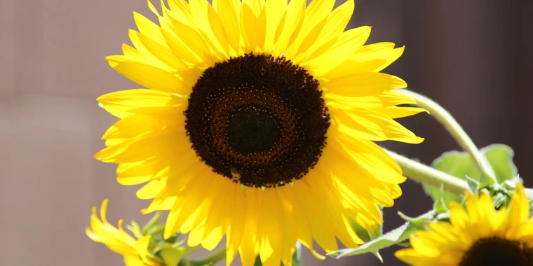 creator header picture