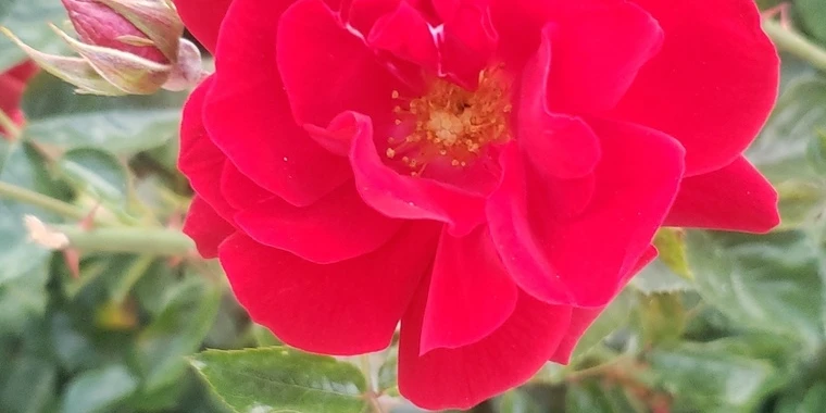 creator header picture