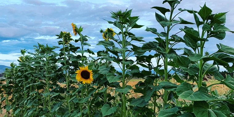 creator header picture