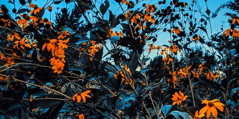 creator header picture