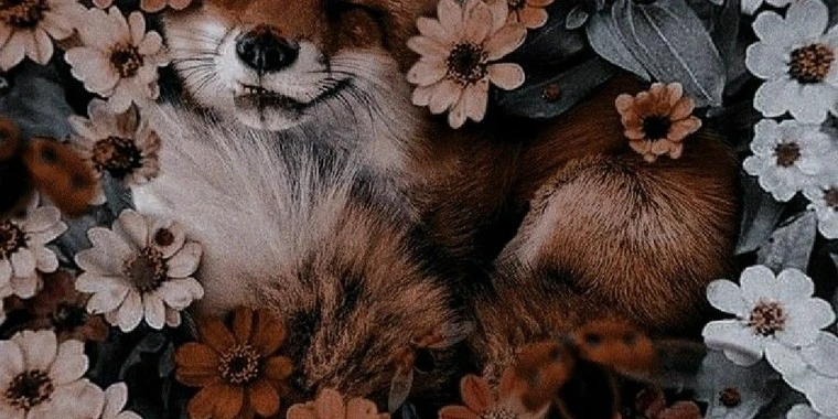 creator header picture