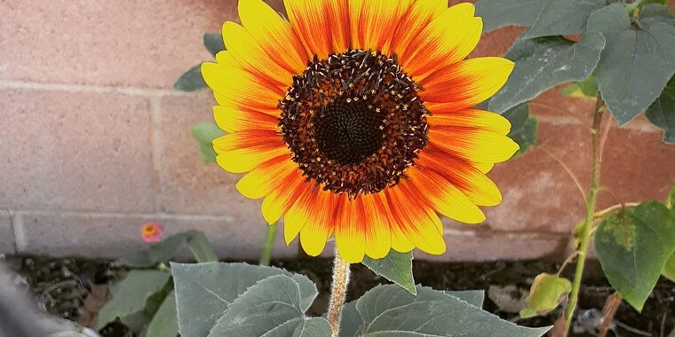 creator header picture