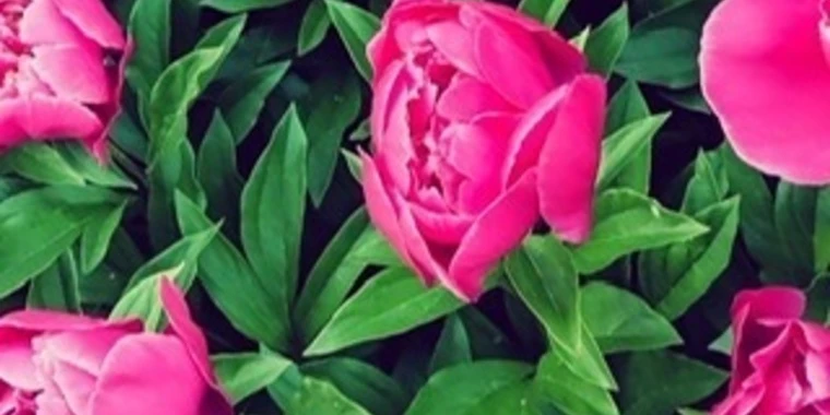 creator header picture