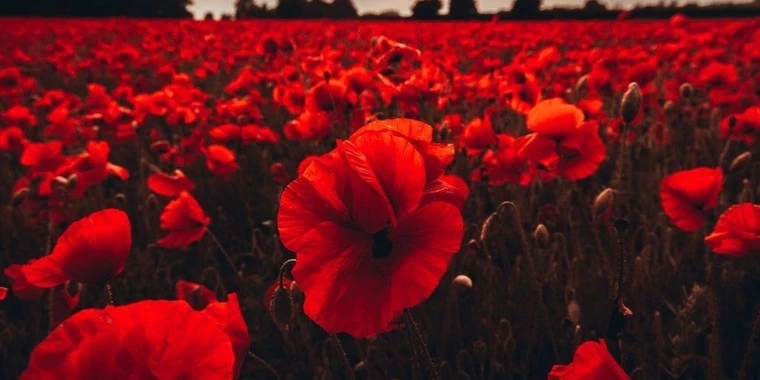 creator header picture