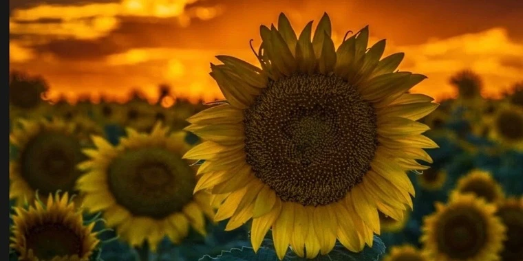 creator header picture