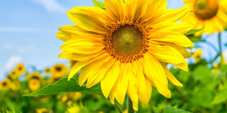 creator header picture