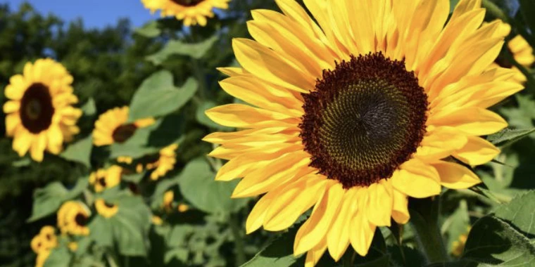 creator header picture