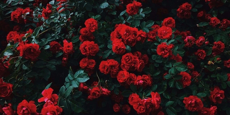 creator header picture