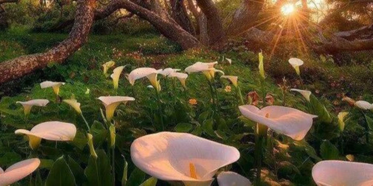 creator header picture