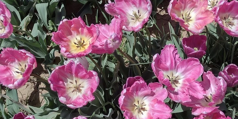 creator header picture
