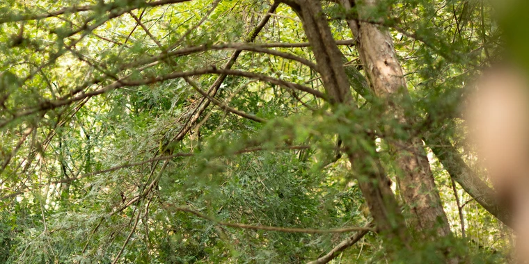 creator header picture