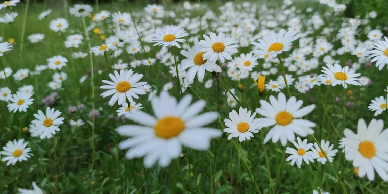 creator header picture