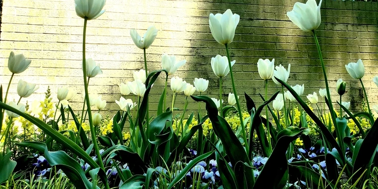 creator header picture
