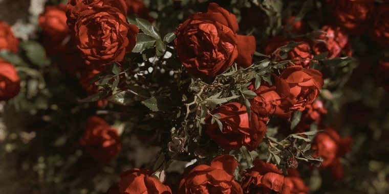 creator header picture