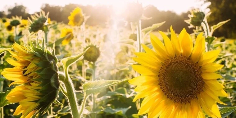 creator header picture