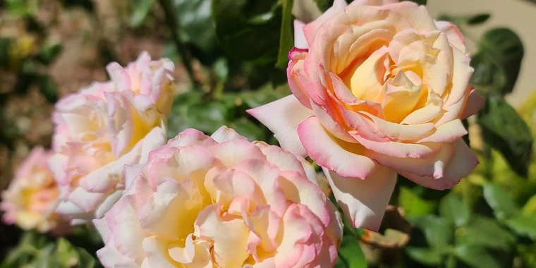 creator header picture