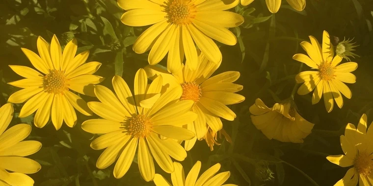 creator header picture