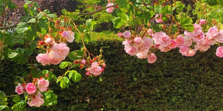 creator header picture