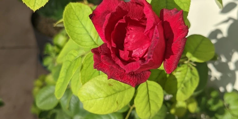 creator header picture