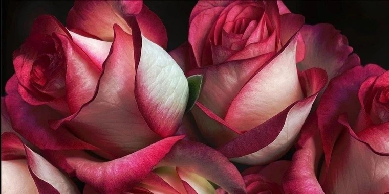 creator header picture