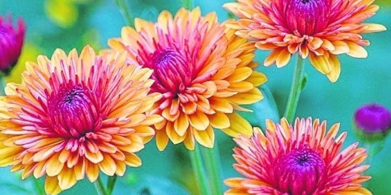 creator header picture