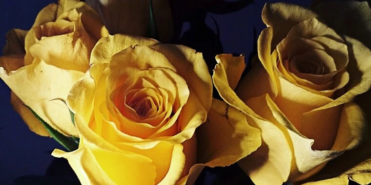 creator header picture