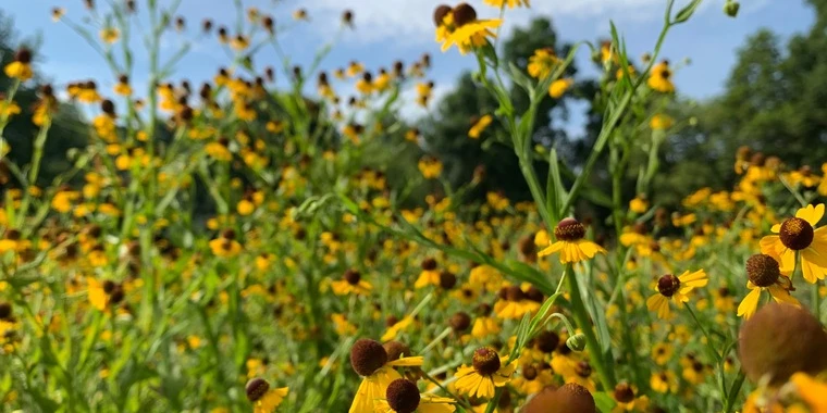 creator header picture