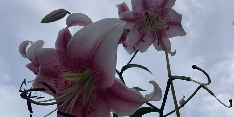 creator header picture