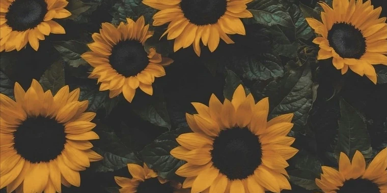 creator header picture