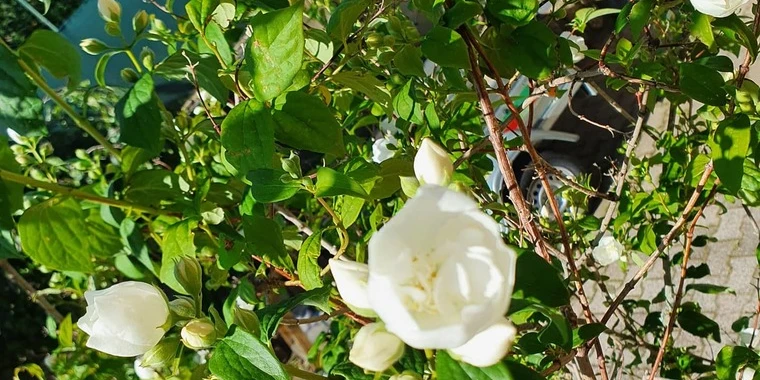 creator header picture