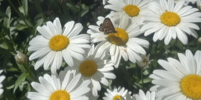 creator header picture