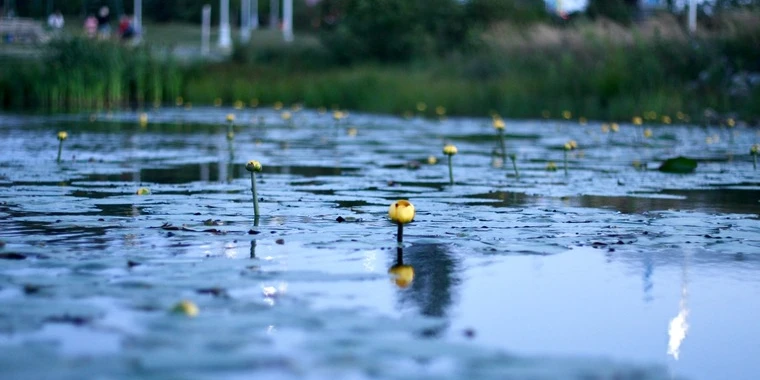 creator header picture