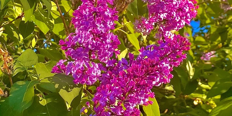 creator header picture