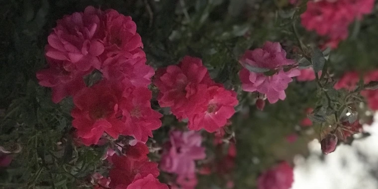 creator header picture