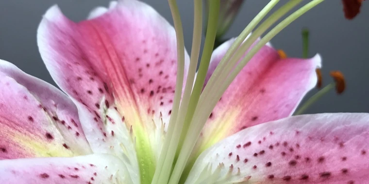 creator header picture