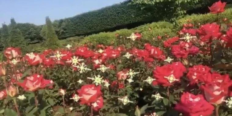 creator header picture