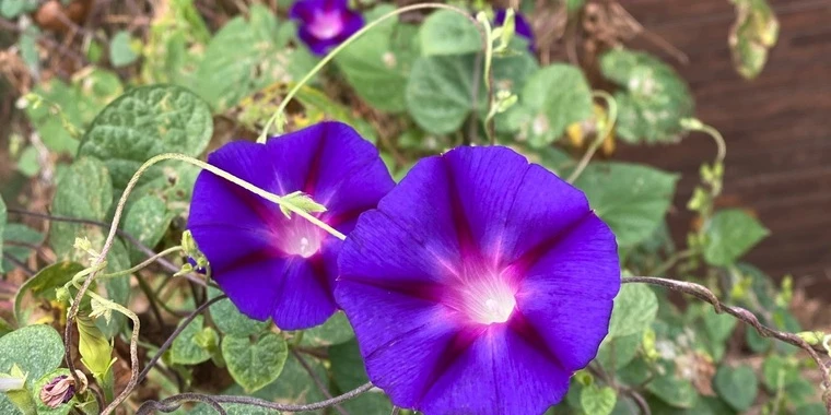 creator header picture