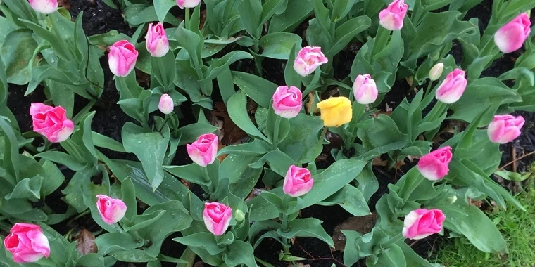 creator header picture