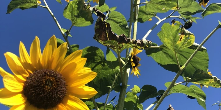 creator header picture