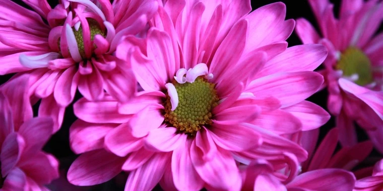 creator header picture